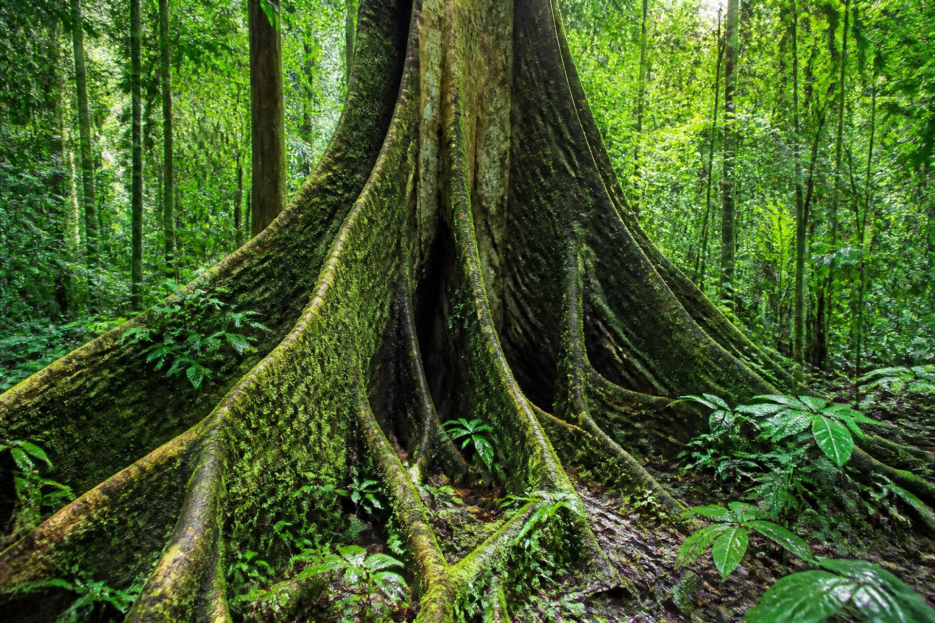 Reforestación activa: 1.200 árboles nativos plantados